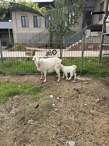 кара балта животные: Продаю | Козлёнок | Полукровка | На забой | Племенные — 9