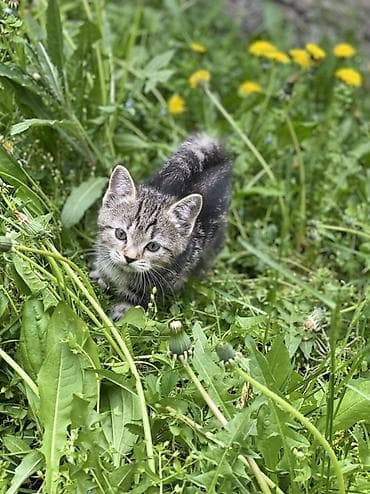 Үй жаныбарлары: Котята шотландской породы скоттиш фолд и скоттиш страйт Приучены к — 9