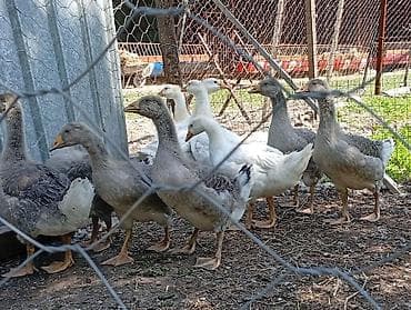 голова корова: Молодняк гусей, смешанная окраска (белые и серо-пестрые). - Возраст — 4