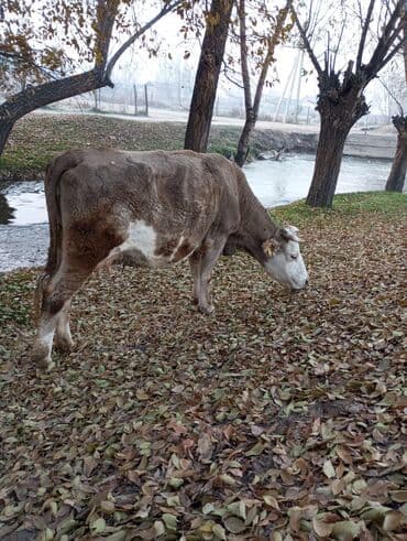 Собаки: Продаю | Корова (самка) | Для молока | Привязанные — 3
