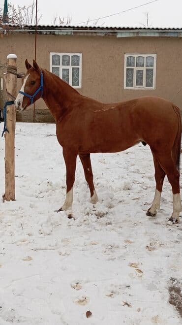 дом животных: Продаю | Конь (самец) | Полукровка | Конный спорт | Племенные — 1