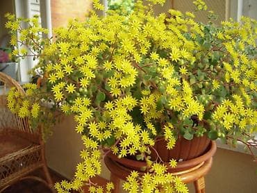 Упаковочные товары: Продаю диффенбахии. Диффенбахия чистит воздух, помогая удалять из — 3