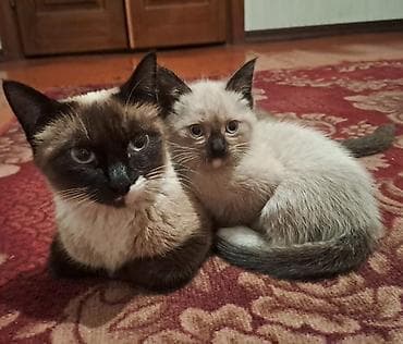 купить сиамских котят: Сиамские котята с голубыми глазами - Окрасы колор-пойнт: светлое тело — 4
