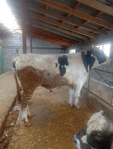 кой соебуз: Продаю | Бык (самец) | Голштин | На откорм — 1