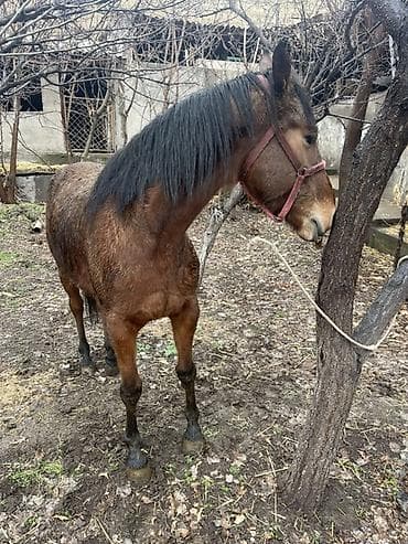 копчёная рыба: Продаю | Кобыла (самка) — 5