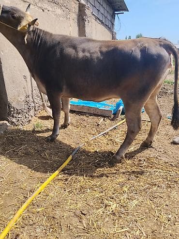 бройлер тушки: Продаю | Бык (самец) | На откорм | Привязанные — 3