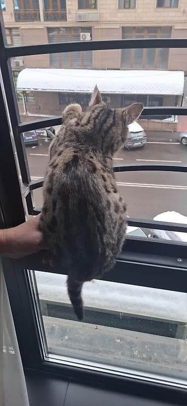 ssd 512gb: Отдам даром в добрые руки мальчика,азиатский табби 8 месяцев, к лотку — 9