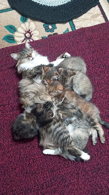 Отдам даром кошку: Котята разные,к лотку приучены .Хотелось бы пристроить в добрые и — 8