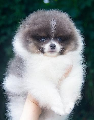 продажа шпицов: Шпиц, 2 месяца, Самец — 1