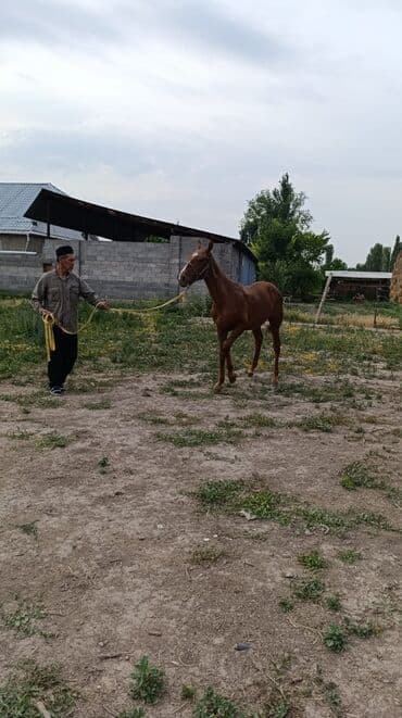 ит доберман: Продаю | Жеребец | Дончак, Полукровка | Конный спорт — 1