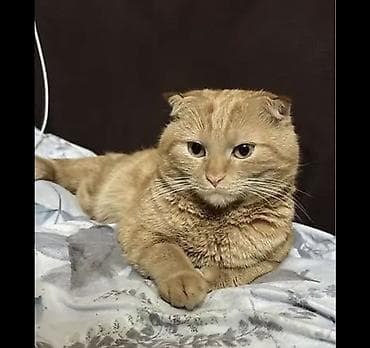 сиамские кот: Шотландская вислоухая кошка (окрас — рыжий/кремовый). Короткая густая — 1