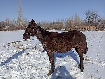 Үй жаныбарлары үчүн товарлар: Сатам | Бээ (ургаачы) — 6