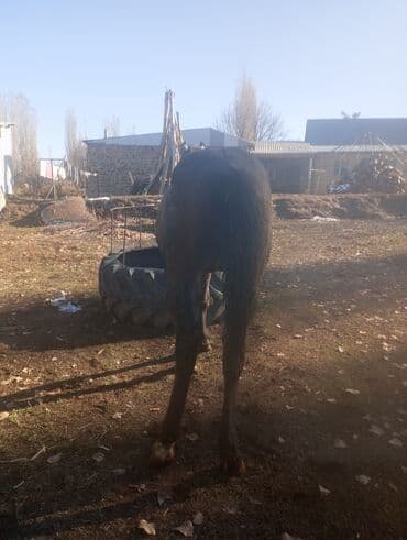 французский булдог: Продаю | Конь (самец) | Рабочий — 4