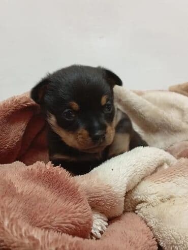 акустические системы microusb колонка в виде собак: Малыши ждут своих новых хозяев. Тойчики мальчик Порода: русский той — 6