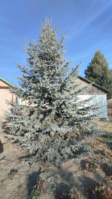 насос на выезд: Ель голубая (Picea pungens ‘Glauca’) — взрослое декоративное дерево — 1