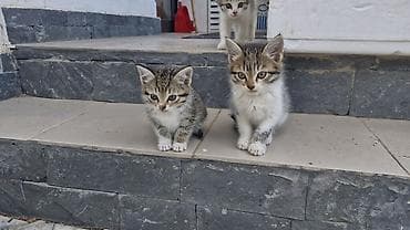 белые котенки: Бенгальская, 2 месяца, Девочка, Приучена к лотку — 4
