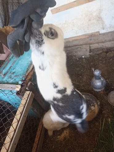 продажа кормов для сельскохозяйственных животных: Коендор сатылат пародасы великан баасы келищим турдо 2 коен баасы — 3