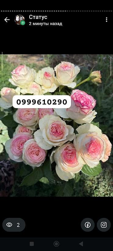 штамбовые розы: Саженцы цветка: Розы, Платная доставка — 5