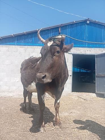 кукуруза белая: Продаю | Корова (самка) | Для разведения — 1