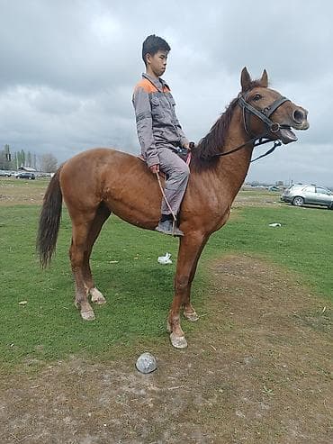 хамут для лошади: Продаю | Конь (самец) | Для разведения | Мерин — 3