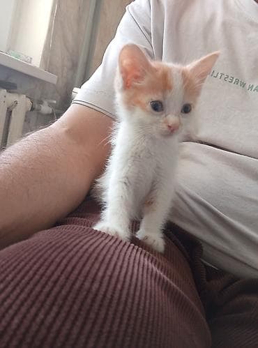кошка талас: Кошка даром: Египетский мау, 2 месяца, Мальчик — 2
