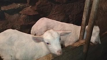 коозу кой: Продаю | Козлёнок | Для разведения — 6