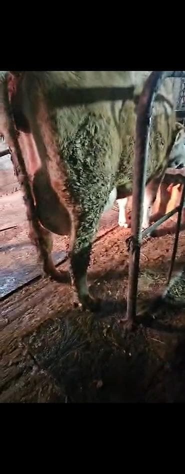 Коровы, быки: Продаю | Музоо, торпок | Швицкая | На откорм | Искусственник — 5