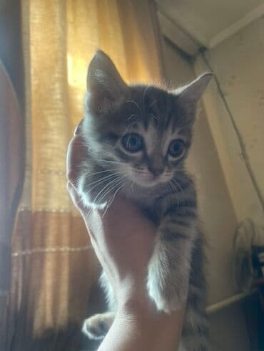купить кошку бишкек: 2 месяца, Мальчик, Приучена к лотку — 4