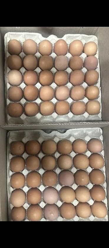 коротколапая кошка: Продаю | Куры | Несушки — 5