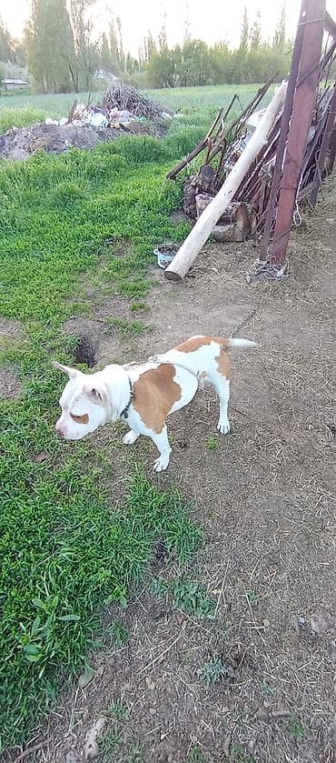 ит собака: Американский бульли (тип питбуля) бело-рыжего окраса. Особенности: - — 4