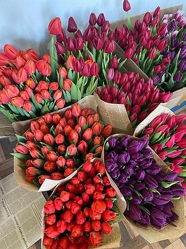 Тюльпаны свежесрезанные — разноцветные букеты в крафте. - Ассортимент