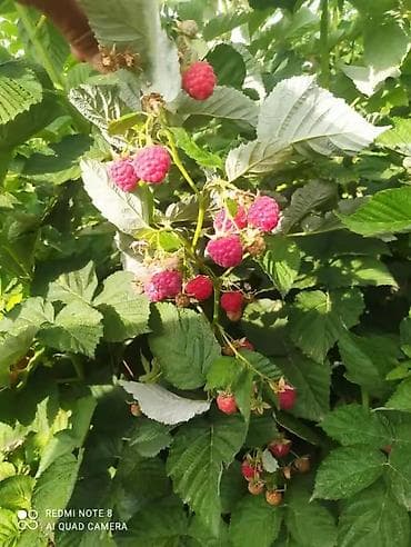 трава для животных: Клубника — 6