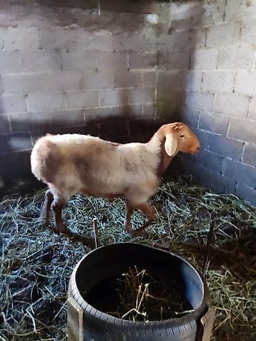 заменитель молока: Продаю | Овца (самка) | На забой — 5
