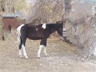 тайлер: Продаю | Жеребенок | Полукровка | Рабочий — 10