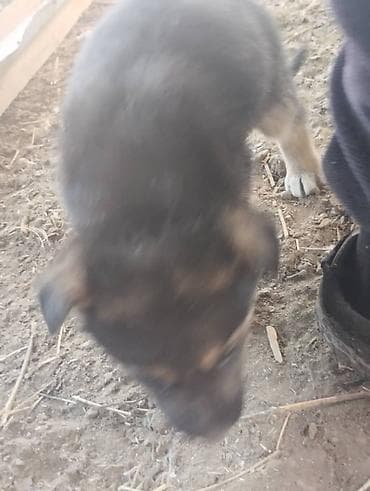 Кошки: Немецкая овчарка, 2 месяца, Самец, С родословной — 7