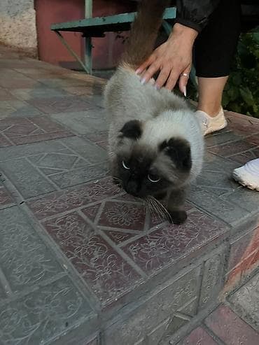 котенок рэгдолл купить: Кошка даром: Скотиш Фолд (Шотландская вислоухая), Мальчик — 2