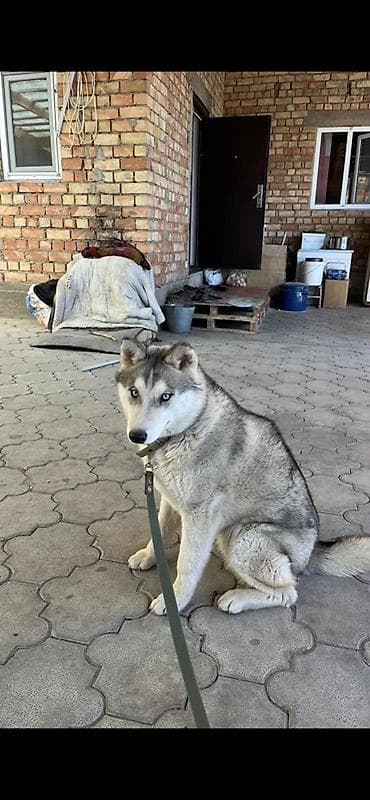 Хаски, 9 месяцев, Самка, С прививкой, С родословной