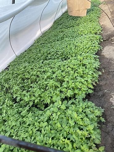 домашние куры: Рассада 
Помидор 
Огурцы 
Перец 
Баклажан 
И многое другое обращайтесь — 2