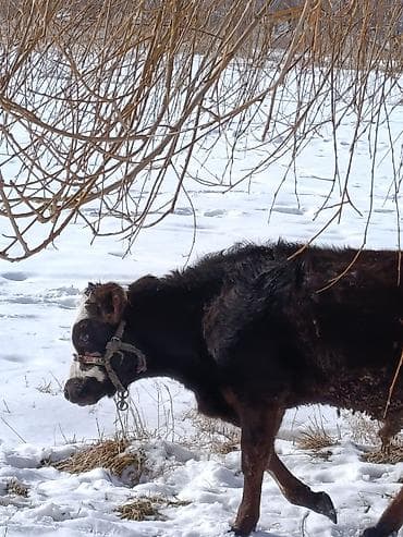 кролик гигант: Продаю | Бык (самец) | На откорм | Привязанные — 5