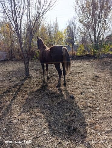 в связи с переездом отдам попугая жако в добрые руки: Сатам | Бээ (ургаачы) | Жумушка — 5
