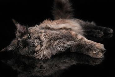 котята донского сфинкса купить: Кошка Мейн-кун, окраc «голубая черепаха». в любимцы - Крупный, мощный — 3