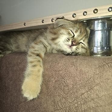 котята даром: Кошка даром: Беспородная, 2 месяца, Девочка — 2