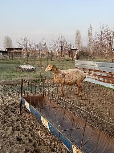бараны аршан: Продаю | Овца (самка) | Для разведения | Ярка — 5