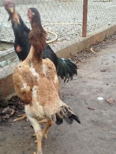 сумка каракол: Электрдик велосипеддер, Колдонулган — 4