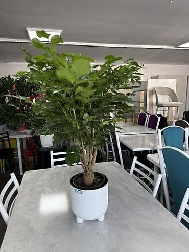 Бөлмө өсүмдүктөрү: Комнатные растения в декоративных горшках - Ассортимент: компактные — 3