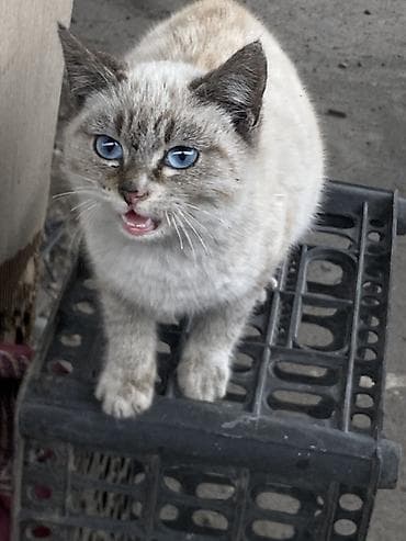 товары для кошек: Котята и молодые кошки, разные окрасы: - черный гладкошёрстный - рыжий — 3