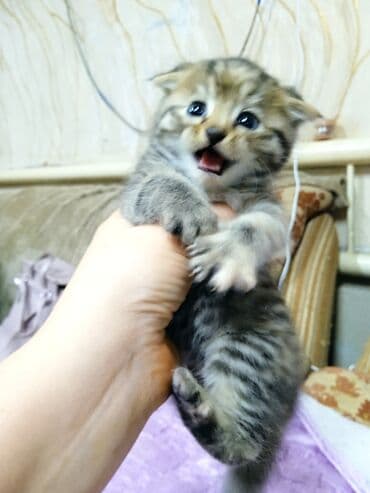 кошки продажа: Котята, домашние, пушистые. На фото — малыши с округлыми мордочками и — 7