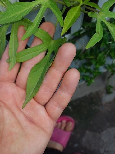 картошка семеная: Ипомея батат (Ipomoea batatas) — декоративные сорта для клумб, кашпо и — 9