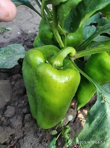 семена кукурузы пионер: Семена перец (голош) 5000 кг — 1