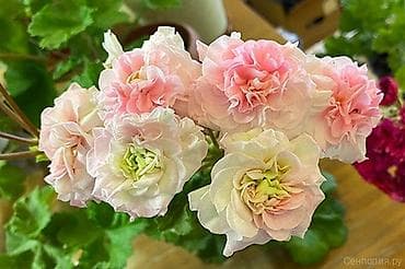 розы купить: Пеларгонии сортовые (махровые, розебудные) — коллекционные формы с — 9